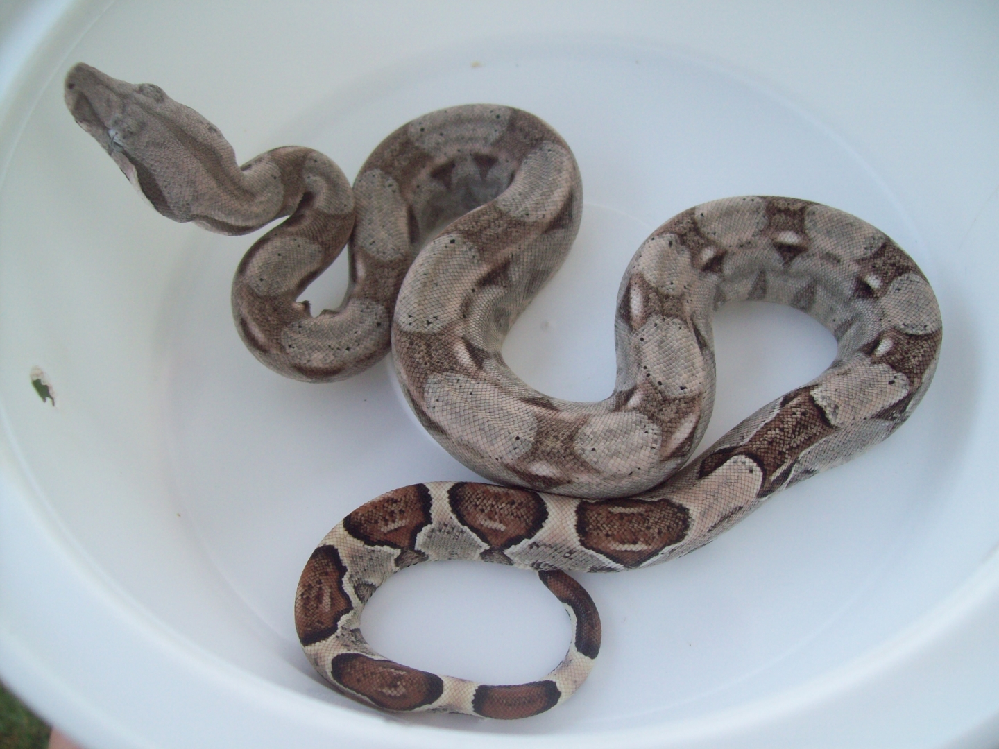 100% Het Anery 66% Het Albino