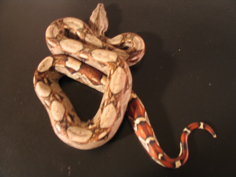 100% HET CORAL ALBINO