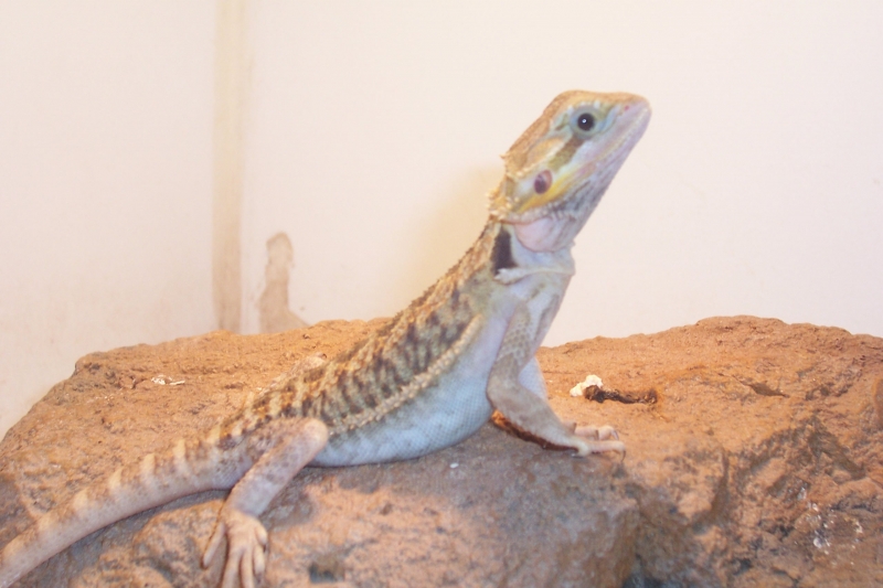 101_0867