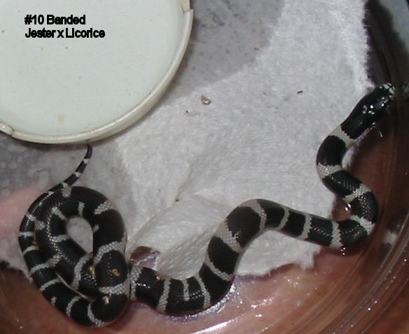 10banded
