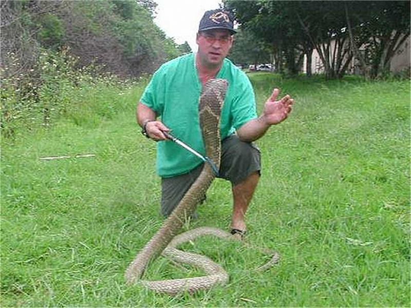 10ft M. King Cobra