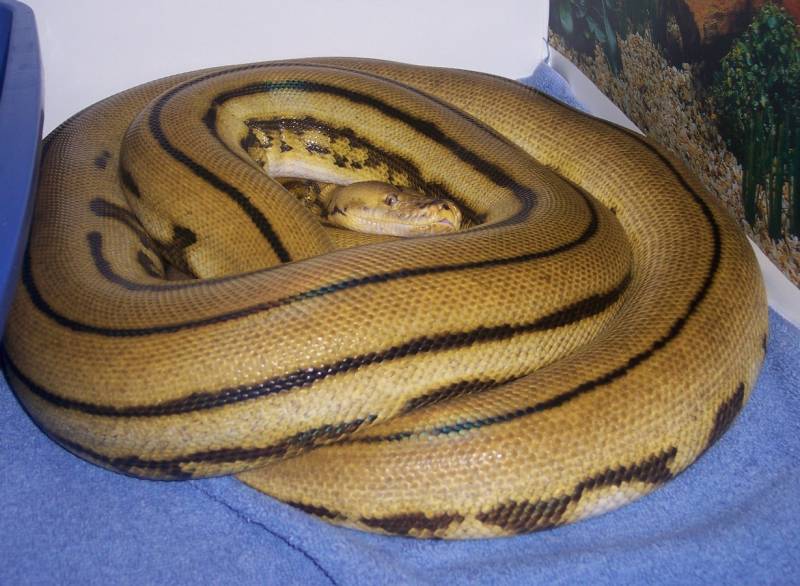 11' Male Super Tiger