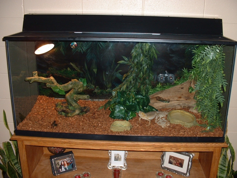 110 gallon beardy tank