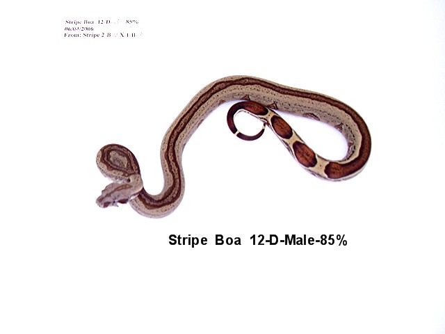 12-D-Male-85%