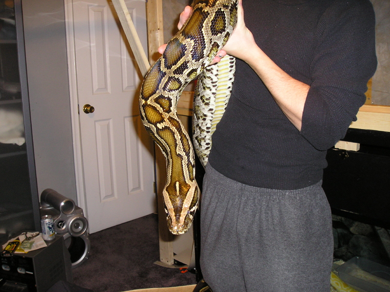 12" female normal