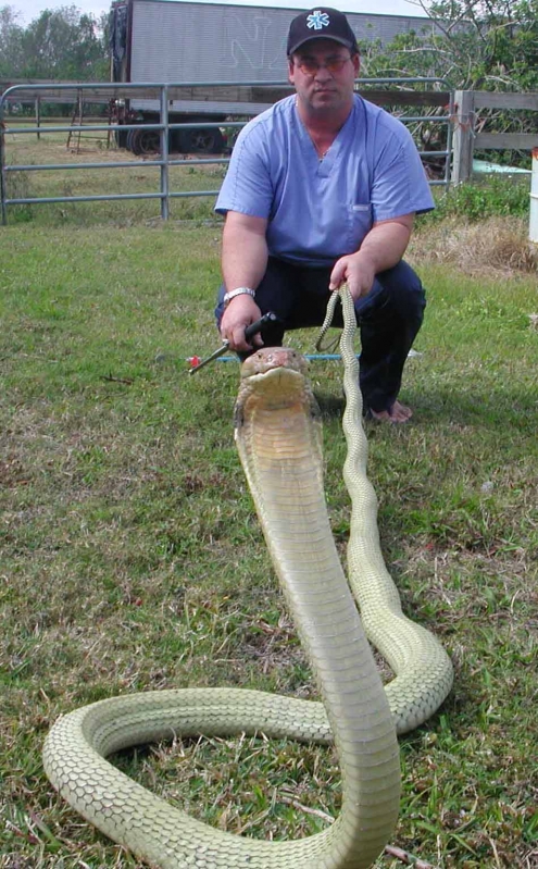 12ft Malayan King Cobra