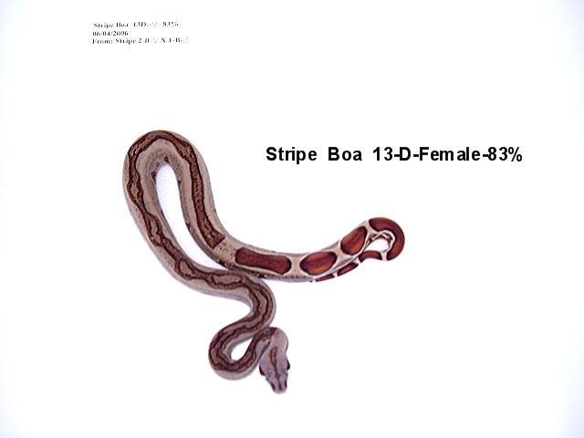 13-D-Female-83%