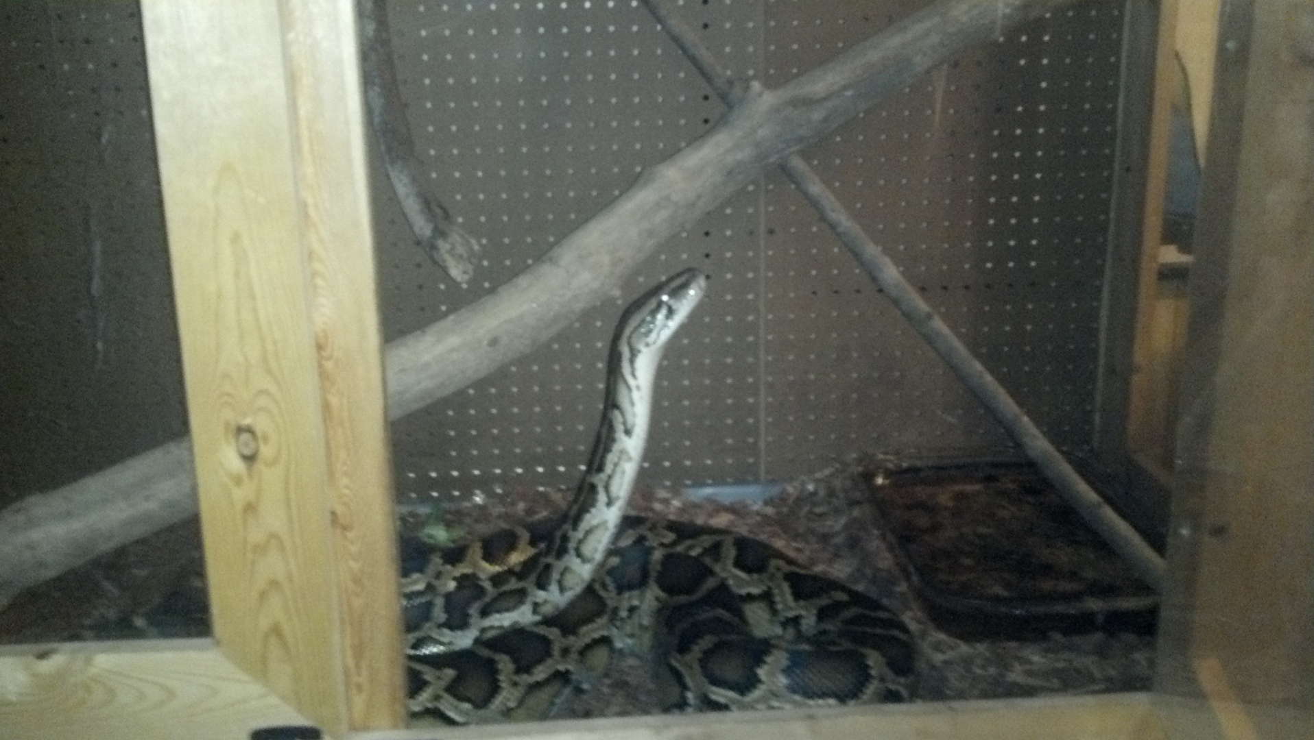 14ft burmese "big papa"