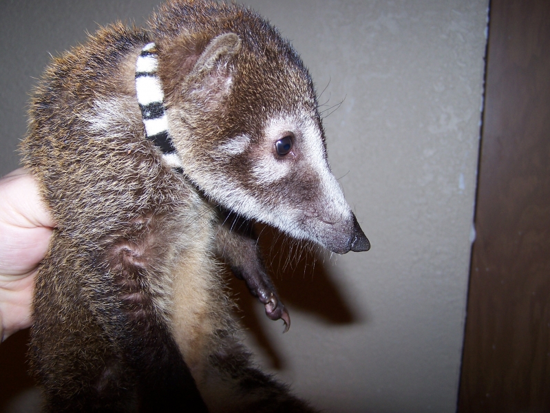 14wk white nose coati