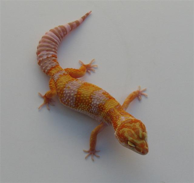 166F_Small_