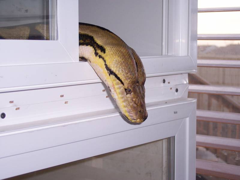 17' Female Tiger Retic named Valentine