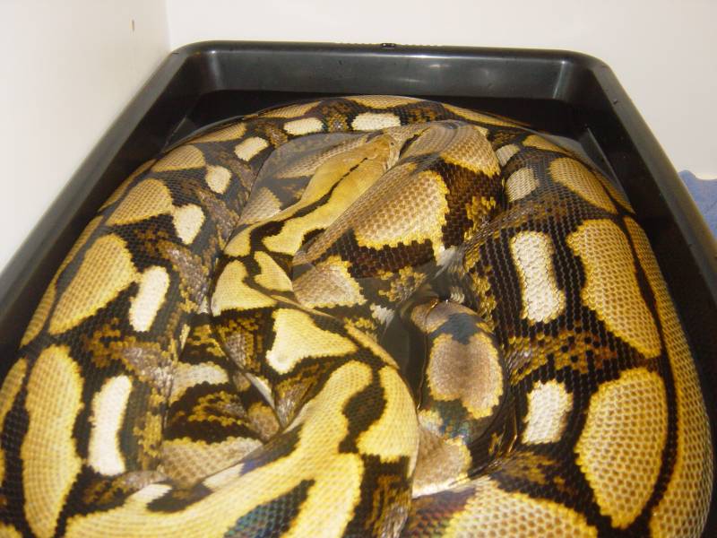 17' Female Tiger Retic