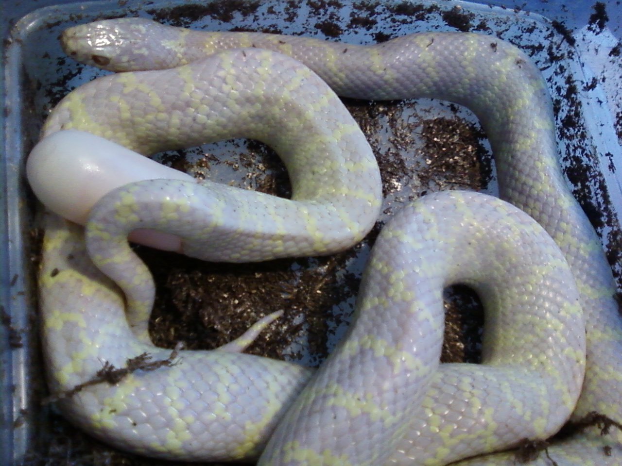 196_Alb_Fl_XCal_2nd_clutch-6eggs_