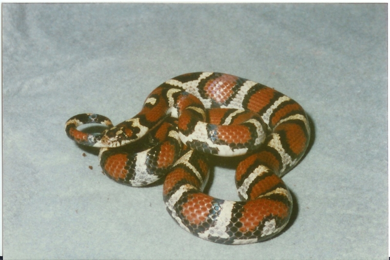 1989 Coastal Plains temporalis Milk by Rich Zuchowski 1989