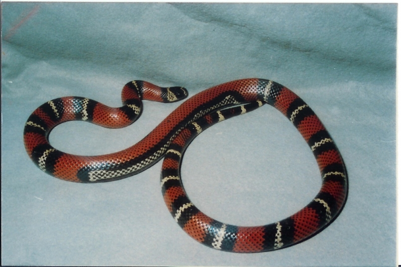 1989 Costa Rican stuarti Milk by Rich Zuchowski 1989