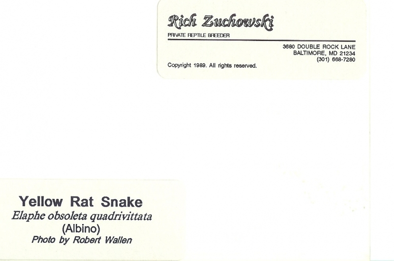1989 Original Albino Yellow Rat by Webslave, Writing on Reverse 1989
