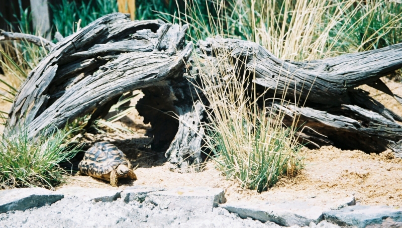 1CA