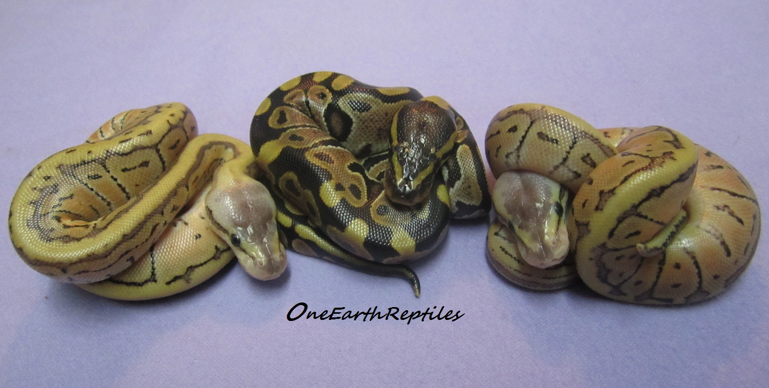 1st clutch of 2012