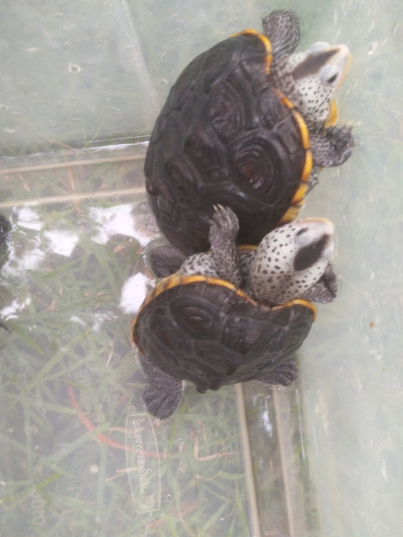 2.2 Adult diamondback terrapins, established long term animals, not proven 