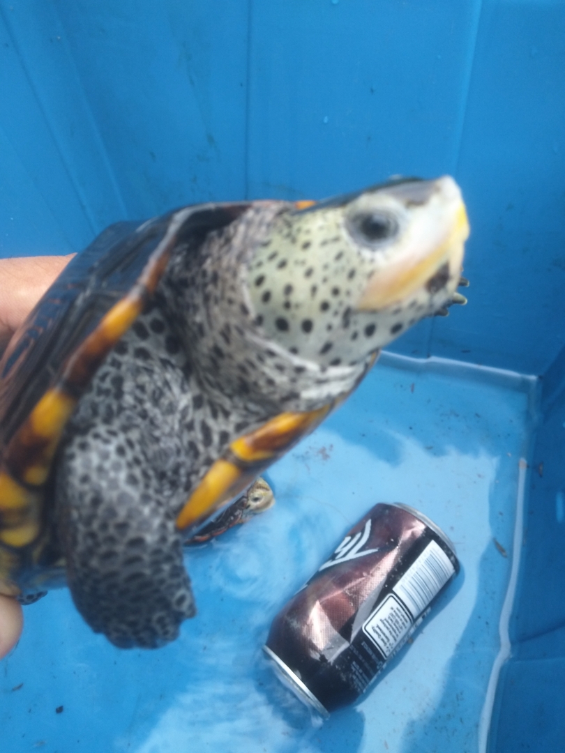2.2 Adult diamondback terrapins, established long term animals, not proven 