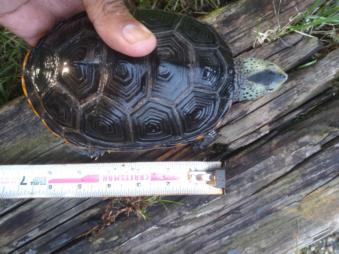 2.2 Adult diamondback terrapins, established long term animals, not proven 