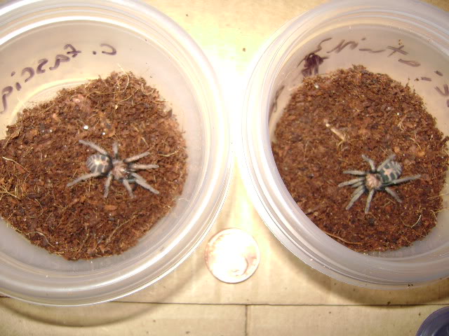 2 C. fasciatum