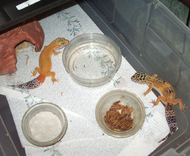 2 female leopard geckos
