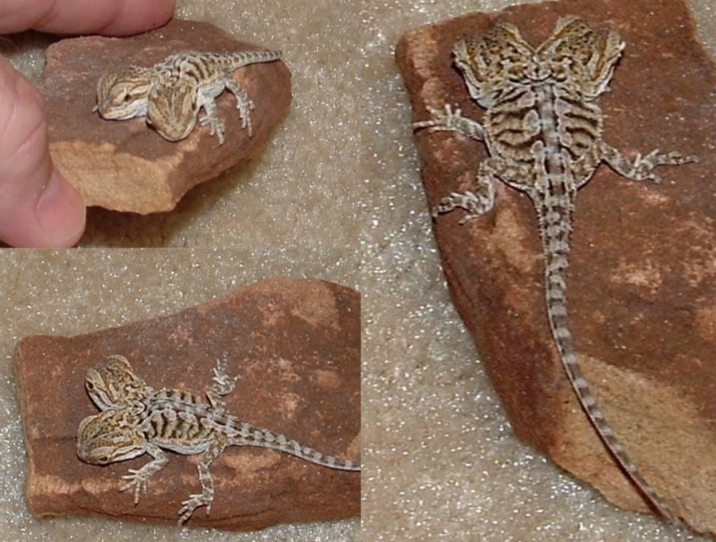 2 headed bearded dragon collage