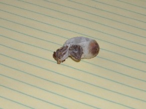 2 headed bearded dragon hatching
