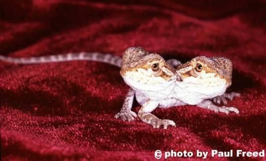 2 headed bearded dragon