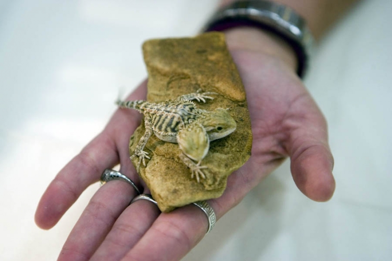 2 headed bearded dragon