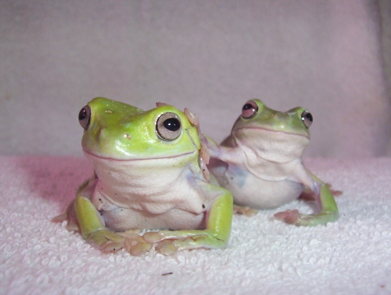2 White's Tree Frogs