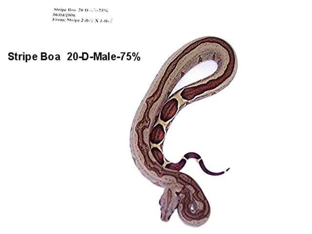 20-D-Male-75%