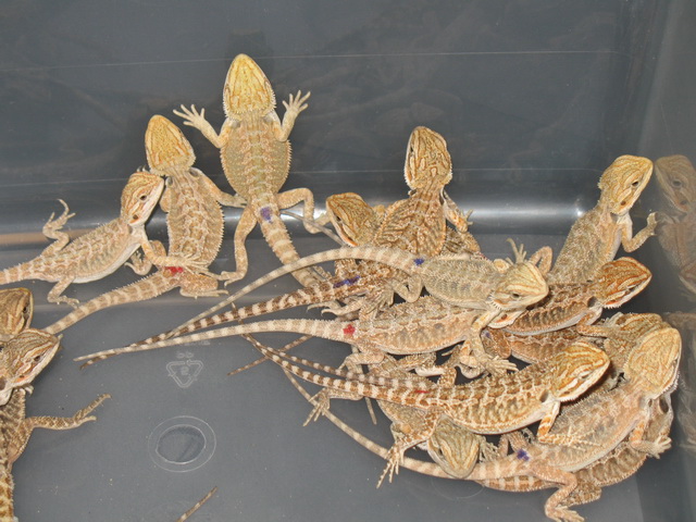 20 lot