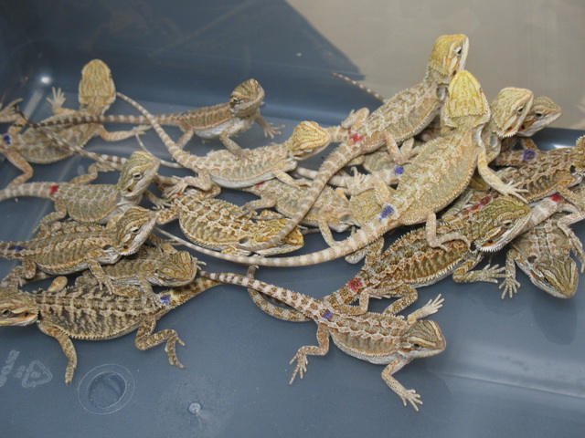20 lot