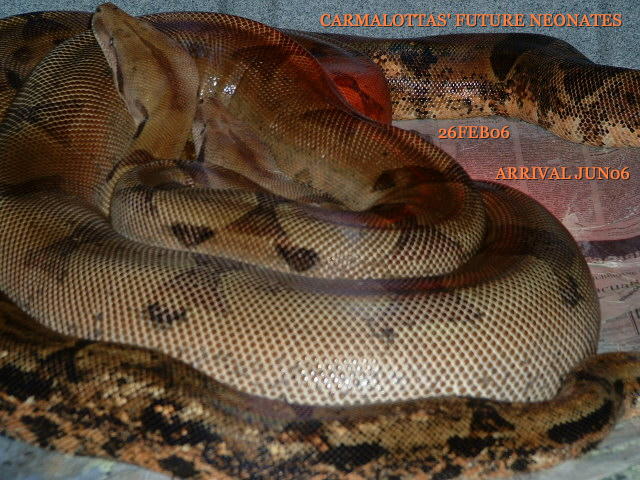 2005~2006 Breeding Trials