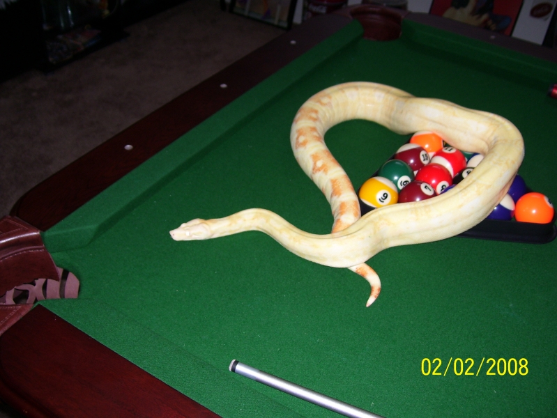 2005 Female Albino