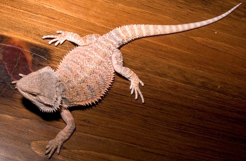 20051008_Female_Dragon