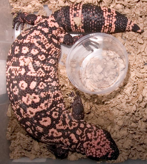 20051008_Female_JL_Gila