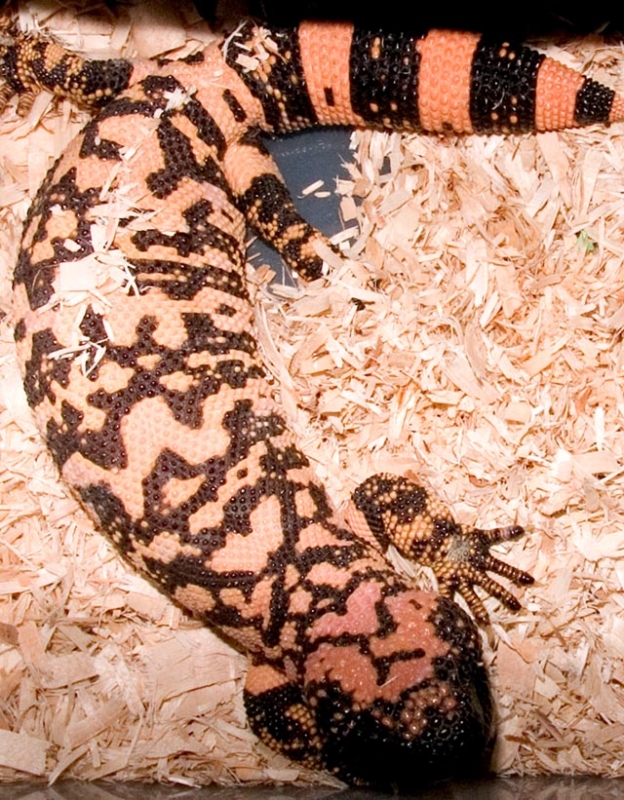 20051008_Male_MS_Gila