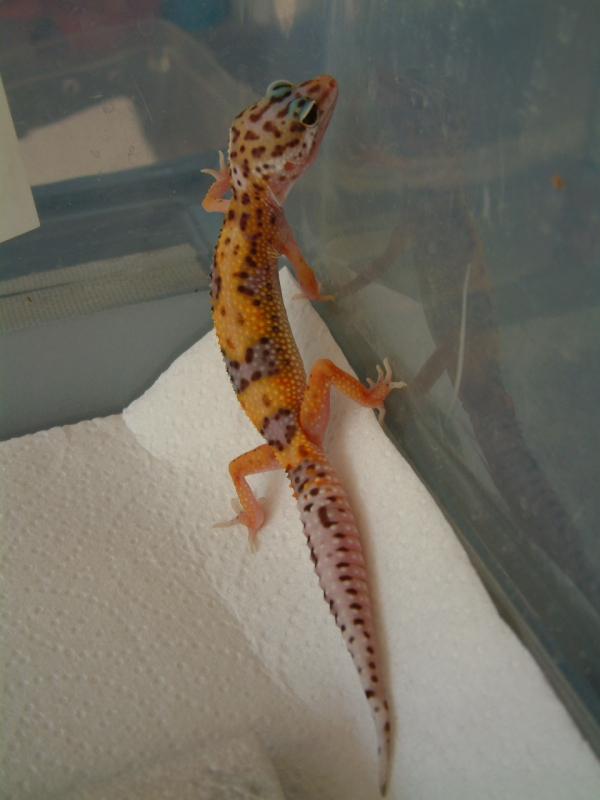2006 Breeder 7/04/05
