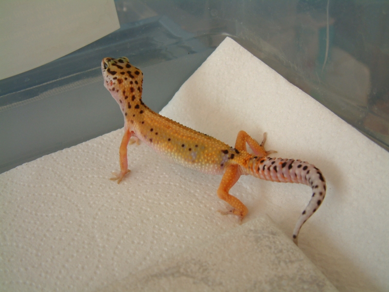2006 Breeder 7/14/05