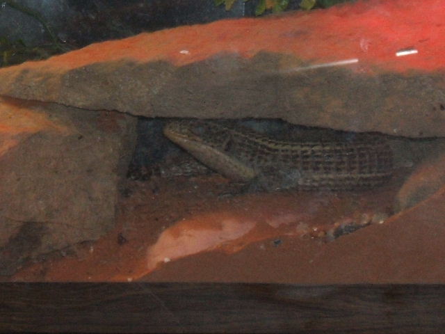 2006_0325Image0001