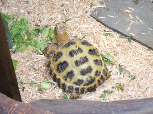 2006_0325Image0016