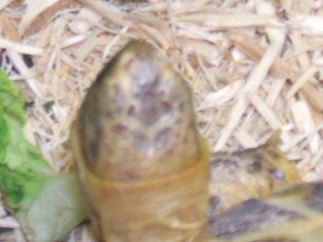 2006_0325Image0017