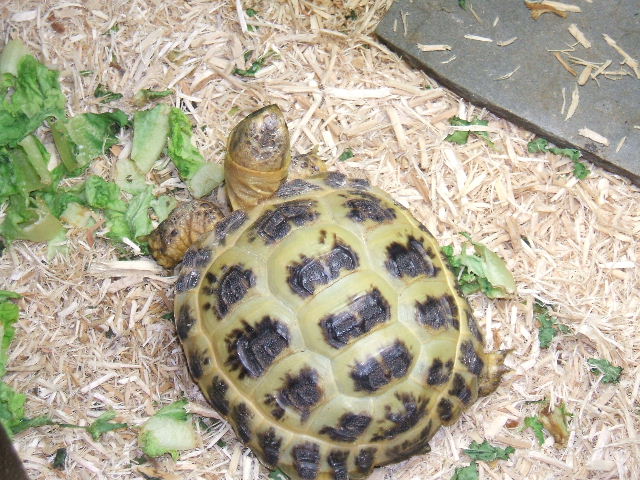 2006_0325Image0018