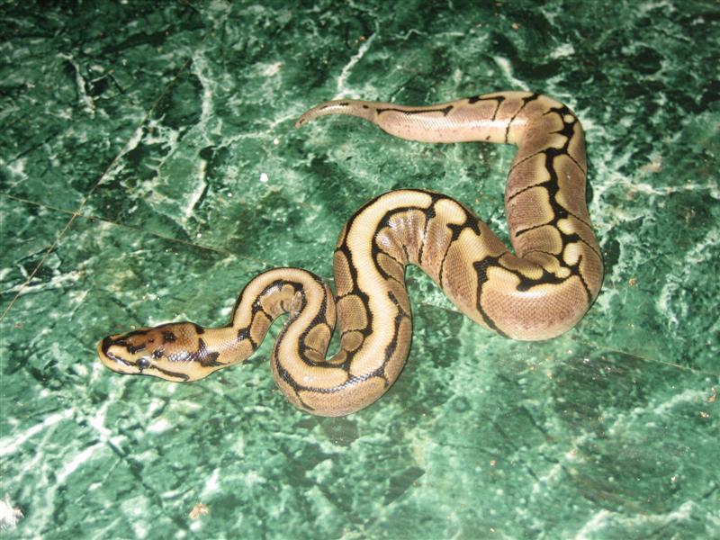 2007 female spider #1