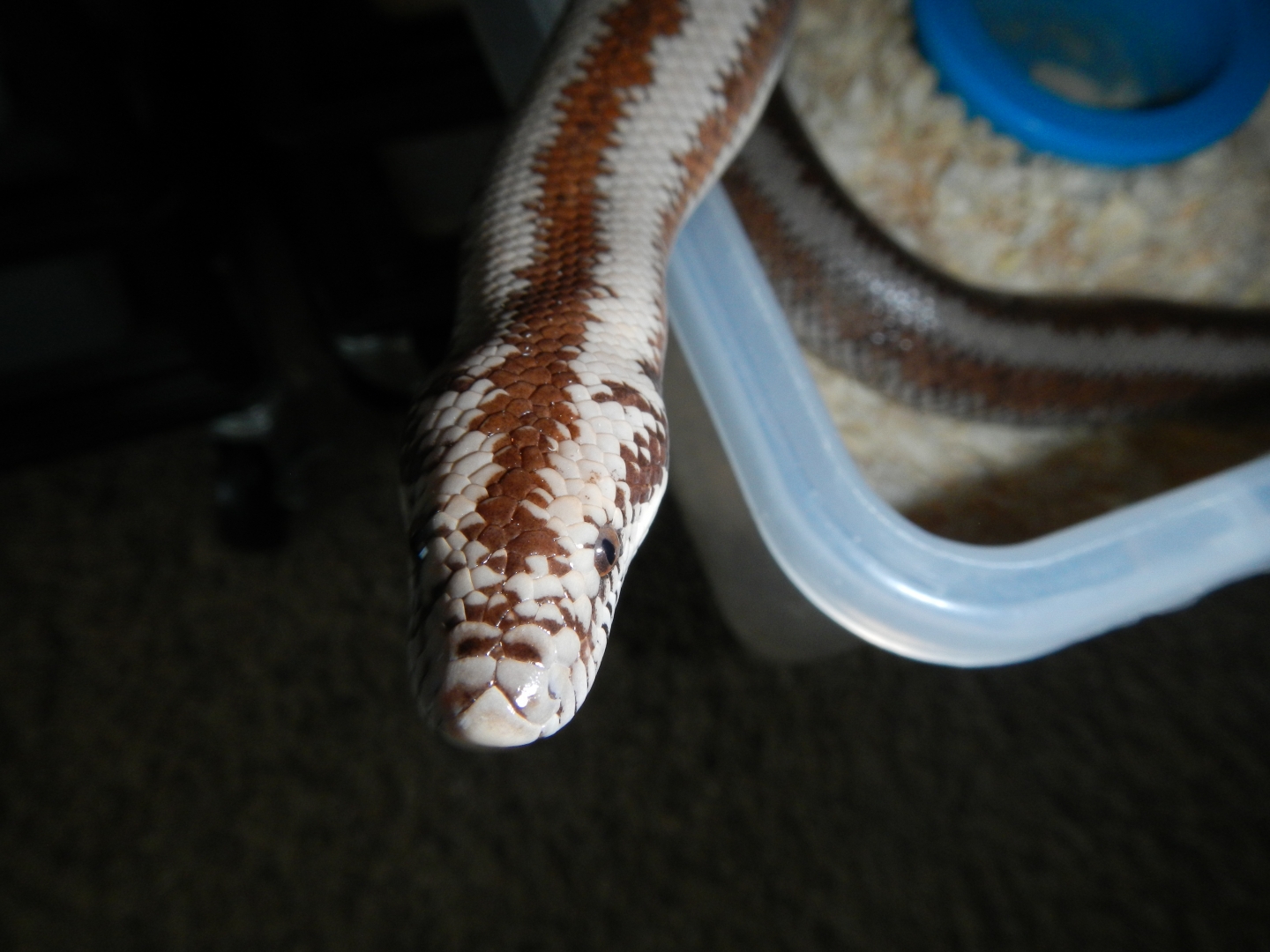 2008 Harquahala Female - close up