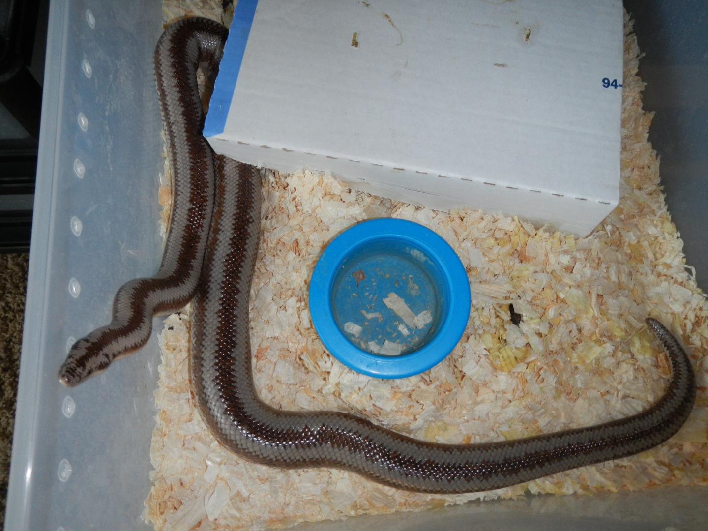 2008 Harquahala Female