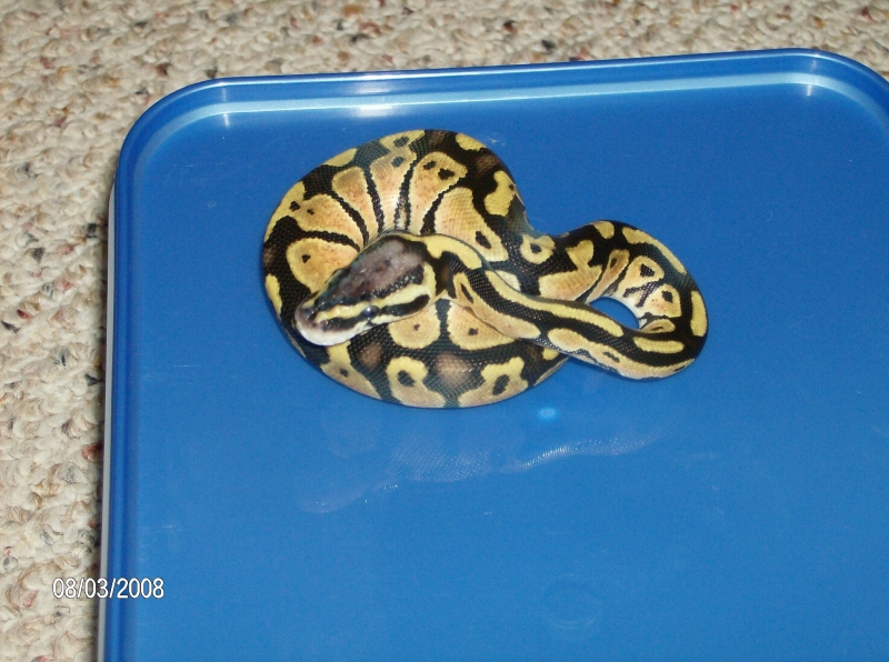 2008 Pastel 50% het orange ghost